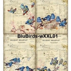 BluBirds-wXXL01