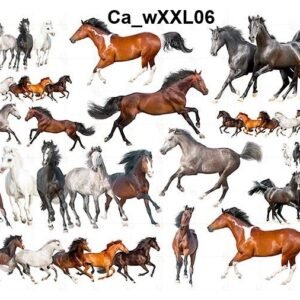 CaXXL06