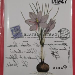 T-1247